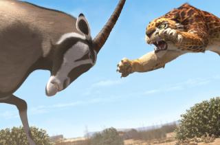 Khumba
