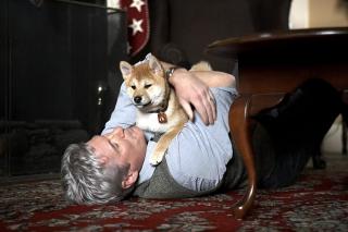 Hachiko:  Povestea unui caine
