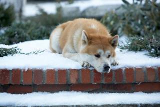 Hachiko:  Povestea unui caine