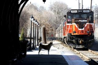 Hachiko:  Povestea unui caine