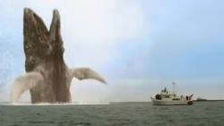 Moby Dick...