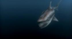 Malibu: Atacul rechinilor