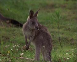 Joey
